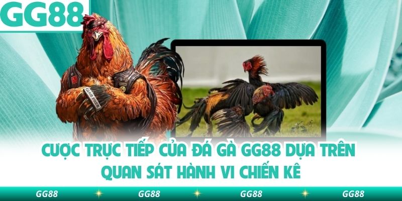 Cược trực tiếp của đá gà GG88 dựa trên quan sát hành vi chiến kê